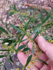 Acacia amoena