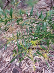Acacia amoena