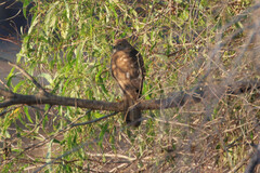 Accipiter fasciatus didimus