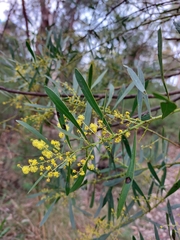 Acacia amoena