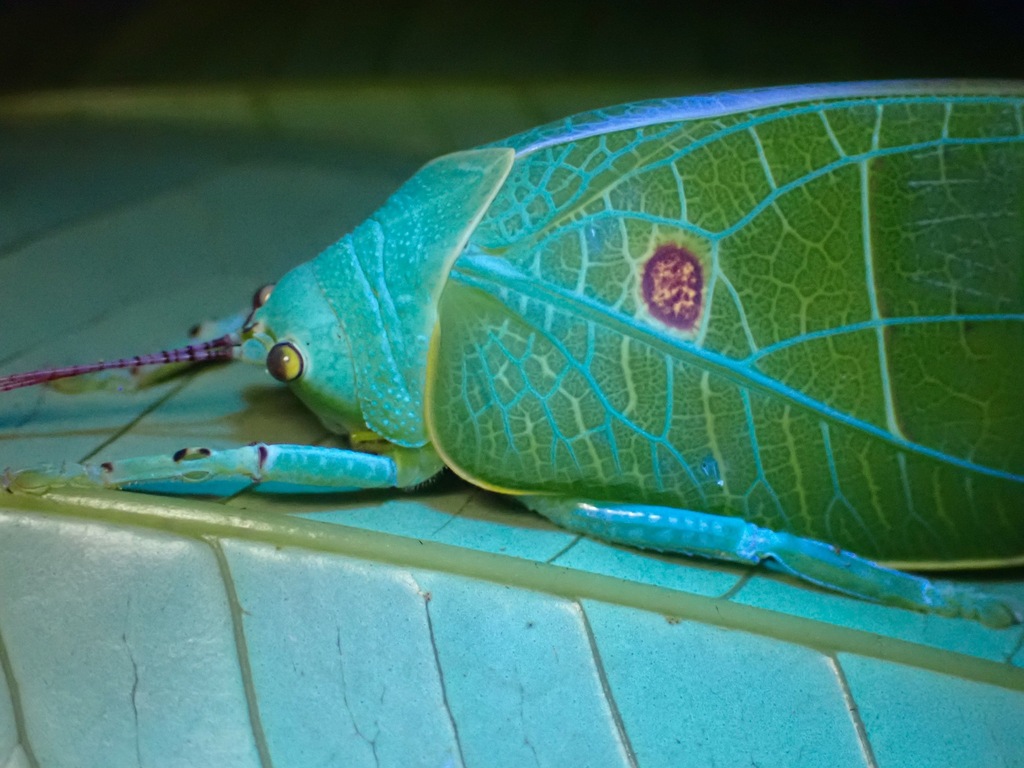 Cratioma
