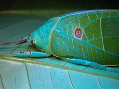 Cratioma oculatum