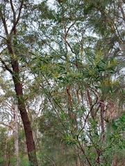 Acacia amoena