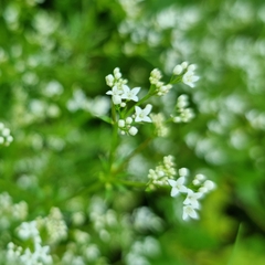 Galium rivale