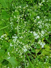 Galium rivale