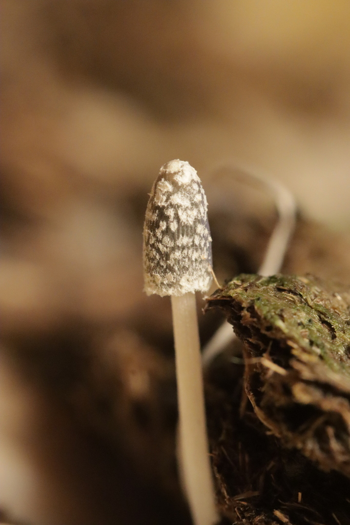 Coprinopsis sclerotiorum