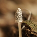 Coprinopsis sclerotiorum - Photo (c) bjoerns, some rights reserved (CC BY-SA), uploaded by bjoerns