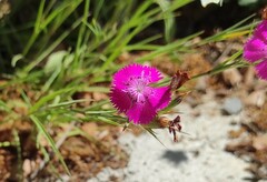Dianthus seguieri