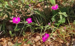 Dianthus seguieri