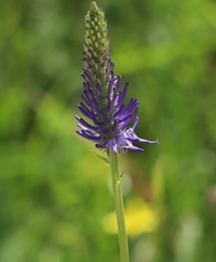 Phyteuma persicifolium
