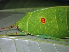 Cratioma oculatum