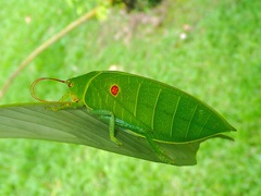 Cratioma oculatum