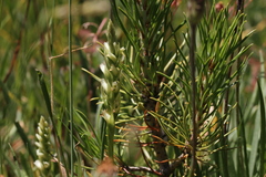 Spiranthes romanzoffiana
