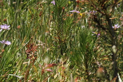 Spiranthes romanzoffiana