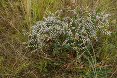 Goniolimon tataricum