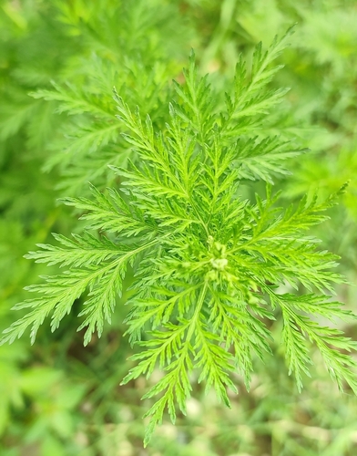 Jednoljetni pelin (Artemisia annua)