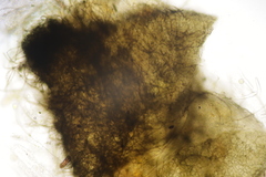 Cercophora mirabilis