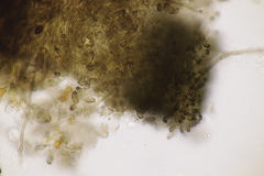 Cercophora mirabilis