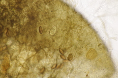 Cercophora mirabilis