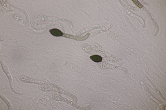 Cercophora mirabilis