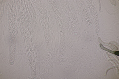 Cercophora mirabilis