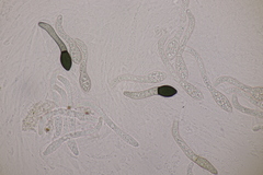 Cercophora mirabilis