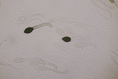 Cercophora mirabilis