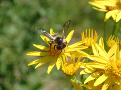 Andrena denticulata