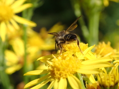 Andrena denticulata