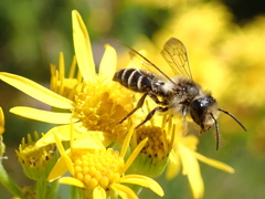 Andrena denticulata