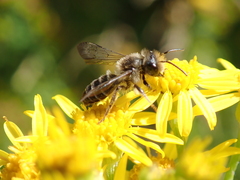 Andrena denticulata