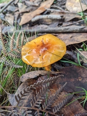 Cortinarius sinapicolor