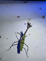 Pseudovates arizonae