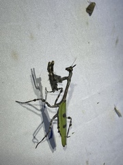 Pseudovates arizonae