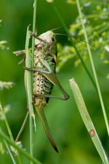 Psorodonotus fieberi