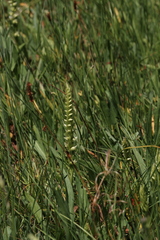 Spiranthes × stellata