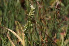 Spiranthes × stellata