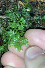 Hymenophytaceae