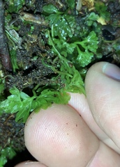 Hymenophytaceae