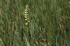 Spiranthes × stellata