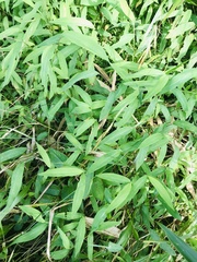 Microstegium ciliatum