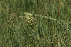 Spiranthes romanzoffiana