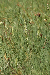 Spiranthes romanzoffiana