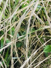 Elymus tsukushiensis
