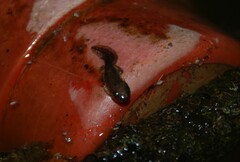 Litoria rubella