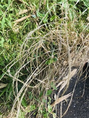 Elymus tsukushiensis