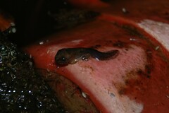 Litoria rubella