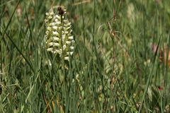 Spiranthes romanzoffiana