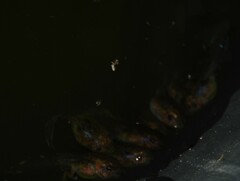 Litoria rubella
