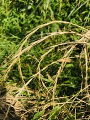 Elymus tsukushiensis